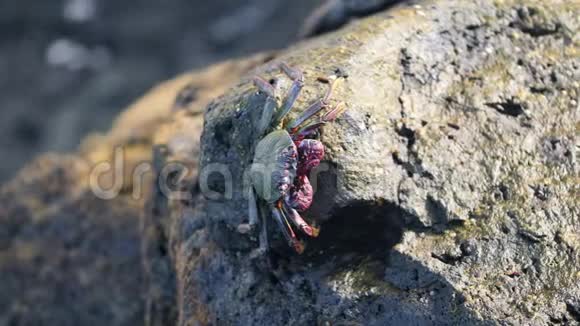 4k海中螃蟹坐在悬崖上晒太阳的特写视频视频的预览图