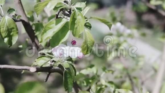 美丽的春天苹果树花视频的预览图