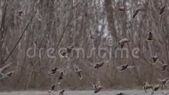 一群美丽的鸟坐在路边慢动作视频的预览图