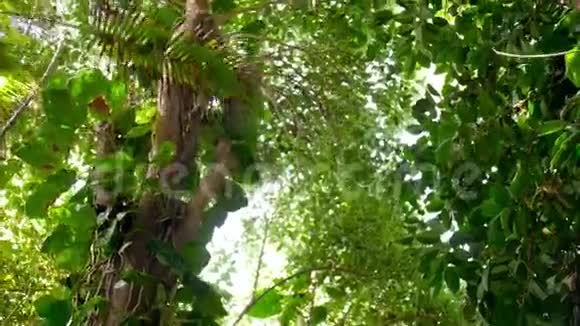 在热带雨林丛林中在高高的手掌和藤蔓下行走时相机在树顶上观察的4k视频完美完美完美视频的预览图