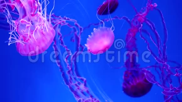 4k视频美丽的粉红色半透明和荧光果冻鱼长触手漂浮在水中蓝色视频的预览图