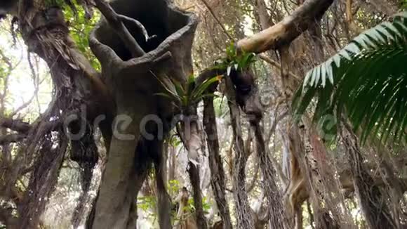 亚洲热带雨林中大树和藤蔓下行走的4K视频完美的旅行背景或背景视频的预览图