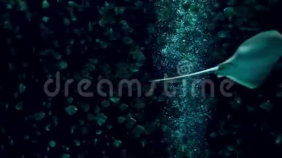 大黄貂鱼和鱼学校在暗水中游泳的4k视频水下海洋生物和漂浮的气泡视频的预览图