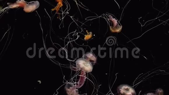 4K慢动作视频美丽的果冻鱼在水中游泳在黑色背景完美宁静的背景视频的预览图