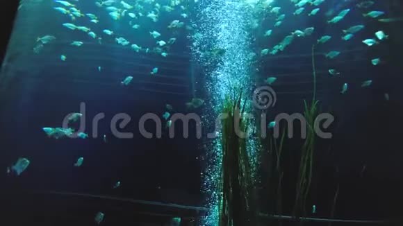 美丽的圆柱形大水族馆有一大群鱼在海草和漂浮的空气之间游动视频的预览图
