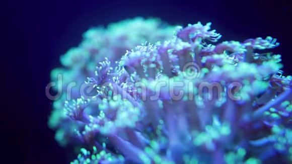宏4k视频荧光葵慢慢移动它的触角珊瑚礁上的海洋水下生物完美完美完美视频的预览图