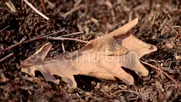 蚁群与秋天落叶紧密相连视频的预览图