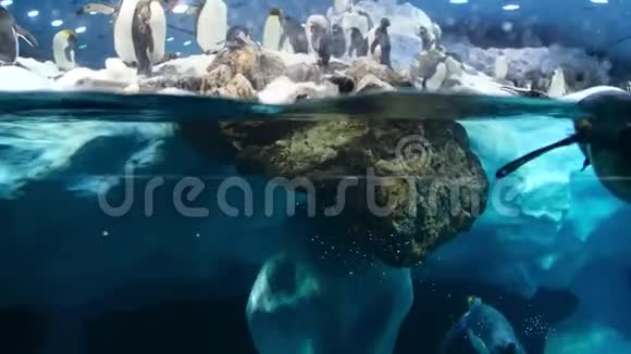 水下视频许多企鹅站在冰山上在水中潜水LoroParque视频视频的预览图