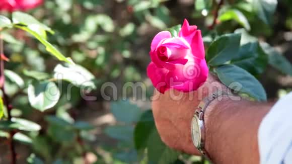的手在割开盛开的粉红色玫瑰花蕾视频的预览图