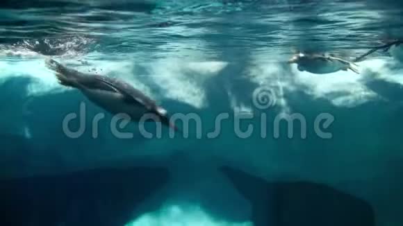 美丽的4k视频企鹅潜水和游泳在冰冷的海水旁边的大视频的预览图