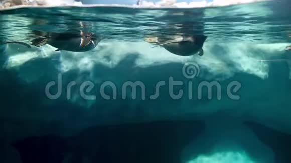 冰山附近在冷水中游泳的4k水下视频视频的预览图