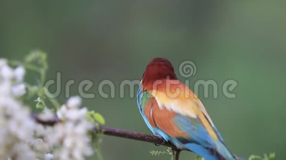美丽多彩的鸟坐在花枝上视频的预览图