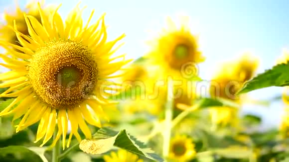 阳光明媚的一天清新的向日葵和蓝天视频的预览图