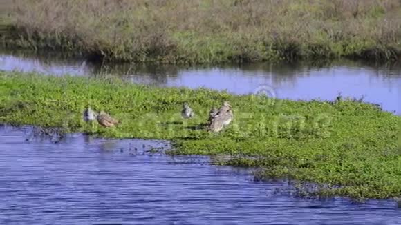 湿地里的鸟视频的预览图