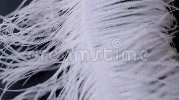 轻盈精致的鸵鸟羽毛随风摇曳白色羽毛特写视频的预览图