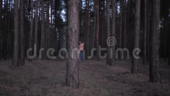 户外游戏小女孩从树后面窥视然后在森林中的一排排松树之间奔跑周末晚上视频的预览图