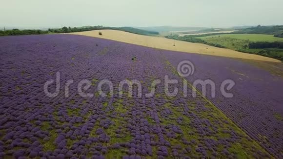 乘飞机飞越薰衣草庄园日落或日出空中景观的无尽阳光淡紫色田野视频的预览图