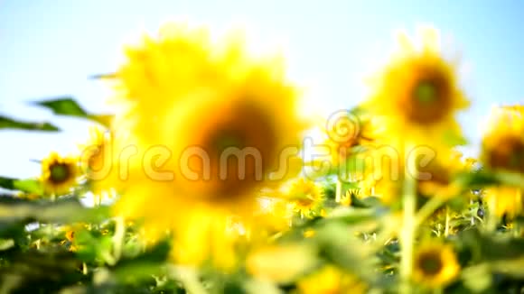 阳光明媚的一天清新的向日葵和蓝天视频的预览图