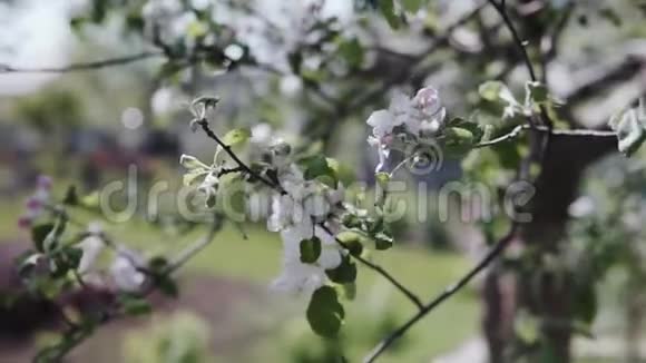 美丽的春天苹果树花开了视频的预览图