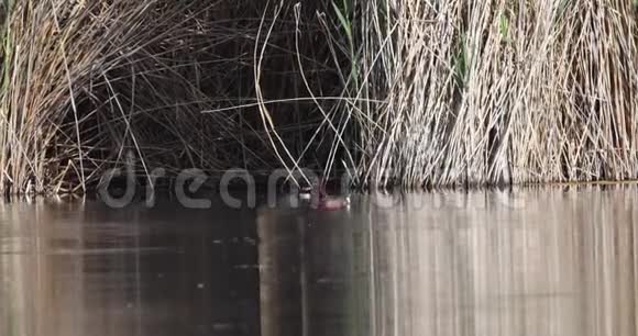 漂浮在池塘上的铁鸭视频的预览图
