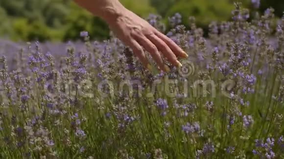 手触摸薰衣草地的紫色花朵视频的预览图