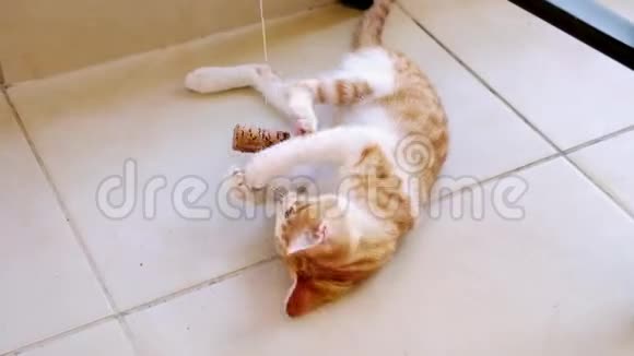 快乐姜小猫在弦上玩软木视频的预览图