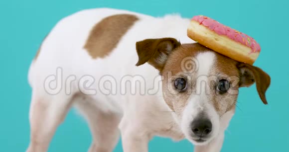带甜甜圈的搞笑狗视频的预览图