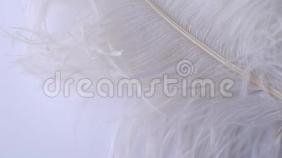 轻盈精致的鸵鸟羽毛白色羽毛上的白色羽毛视频的预览图