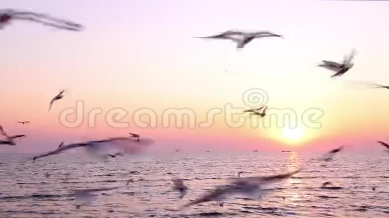 一群海鸥在海面上美丽地飞翔着日落的景色视频的预览图