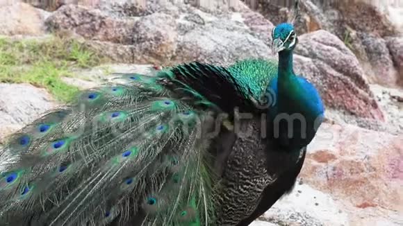 印度孔雀准备美丽的羽毛视频的预览图
