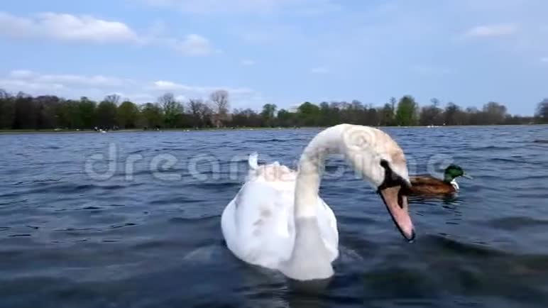 白鹅在户外吃面包在水里游泳视频的预览图