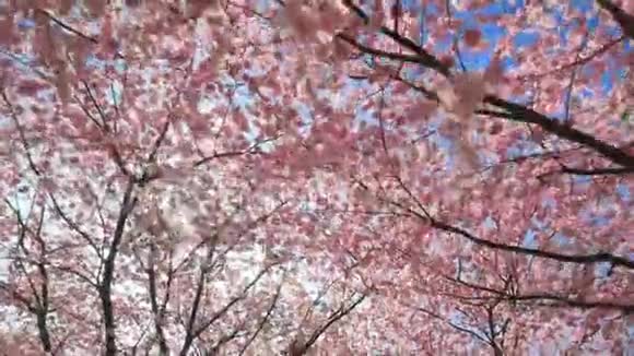 樱花与太阳同冠视频的预览图