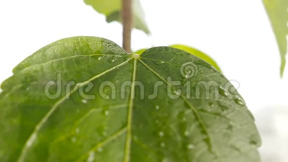 一滴水落在绿色植物上的特写镜头视频的预览图