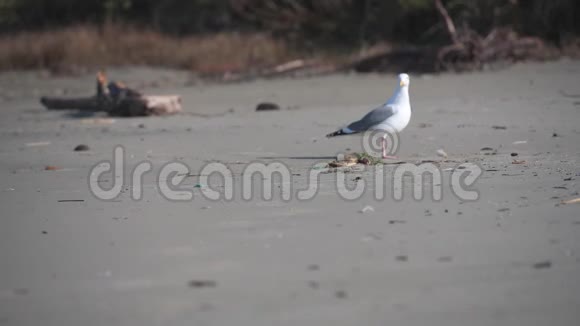 海鸥在海滩上发现螃蟹视频的预览图