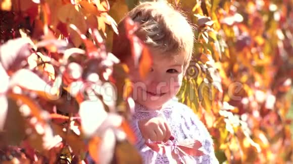 可爱的孩子坐在公园里秋天的落叶上快乐的孩子在秋叶背景下在户外笑小可爱视频的预览图