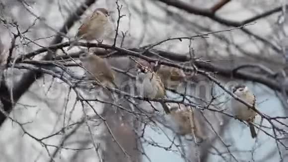 秋天麻雀在树上休息视频的预览图