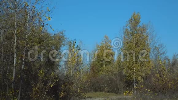 秋天的森林在阳光明媚的日子里视频的预览图