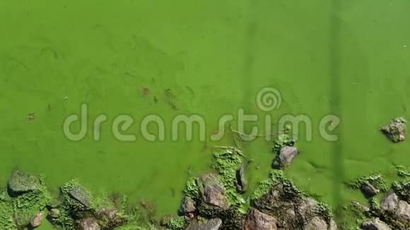 江中绿水开花视频的预览图