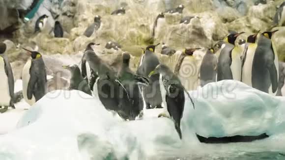 一群企鹅跳出水面视频的预览图