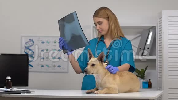 宠物诊所医生分析狗x光医院桌子上的生病动物外伤视频的预览图