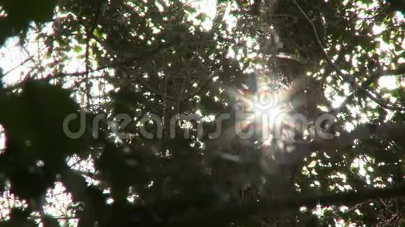 阳光透过头顶的树叶视频的预览图
