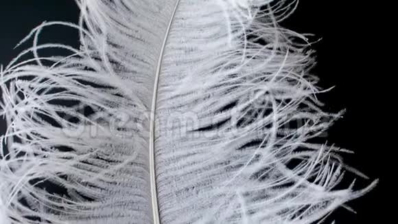轻盈精致的鸵鸟羽毛黑色的白色羽毛视频的预览图