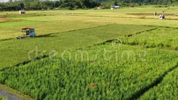 有农民在工作的稻田视频的预览图