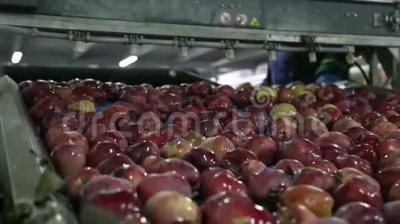 包装仓库中漂浮在水中的苹果红苹果进行分类清洗视频的预览图