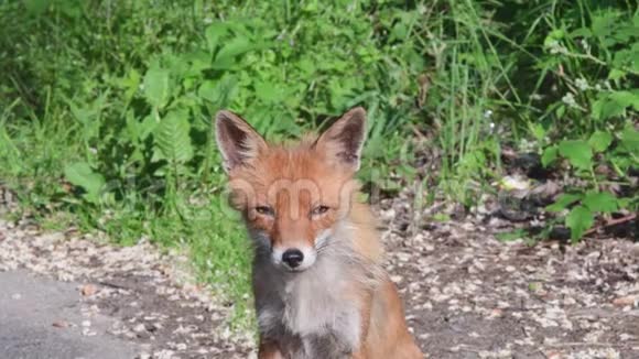 一只母狐狸的肖像小鹿视频的预览图