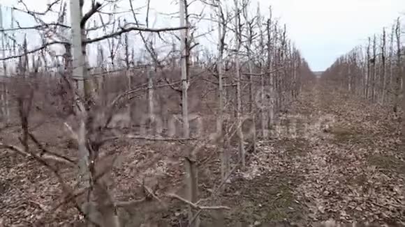 苹果园的修剪树木每年收获后的工作视频的预览图
