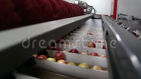 食品加工设施传送带上清洁新鲜的苹果准备自动包装健康水果食物视频的预览图