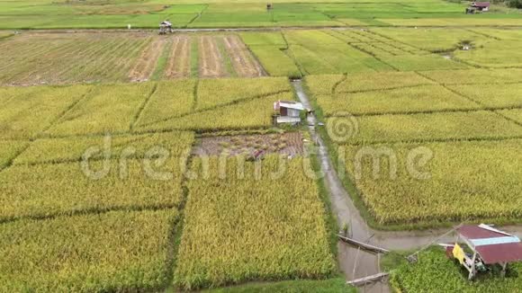 有农民在工作的稻田视频的预览图