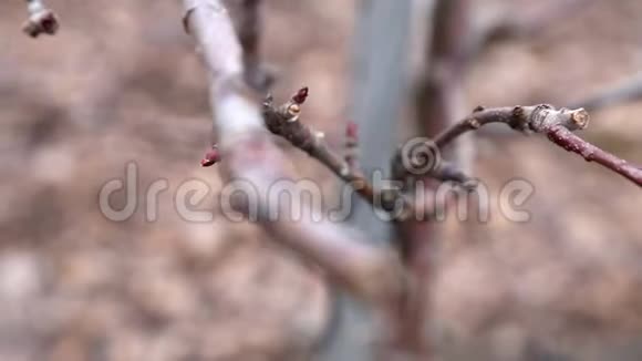苹果园的修剪树木每年收获后的工作视频的预览图