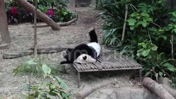 大熊猫睡在鸟舍里视频的预览图